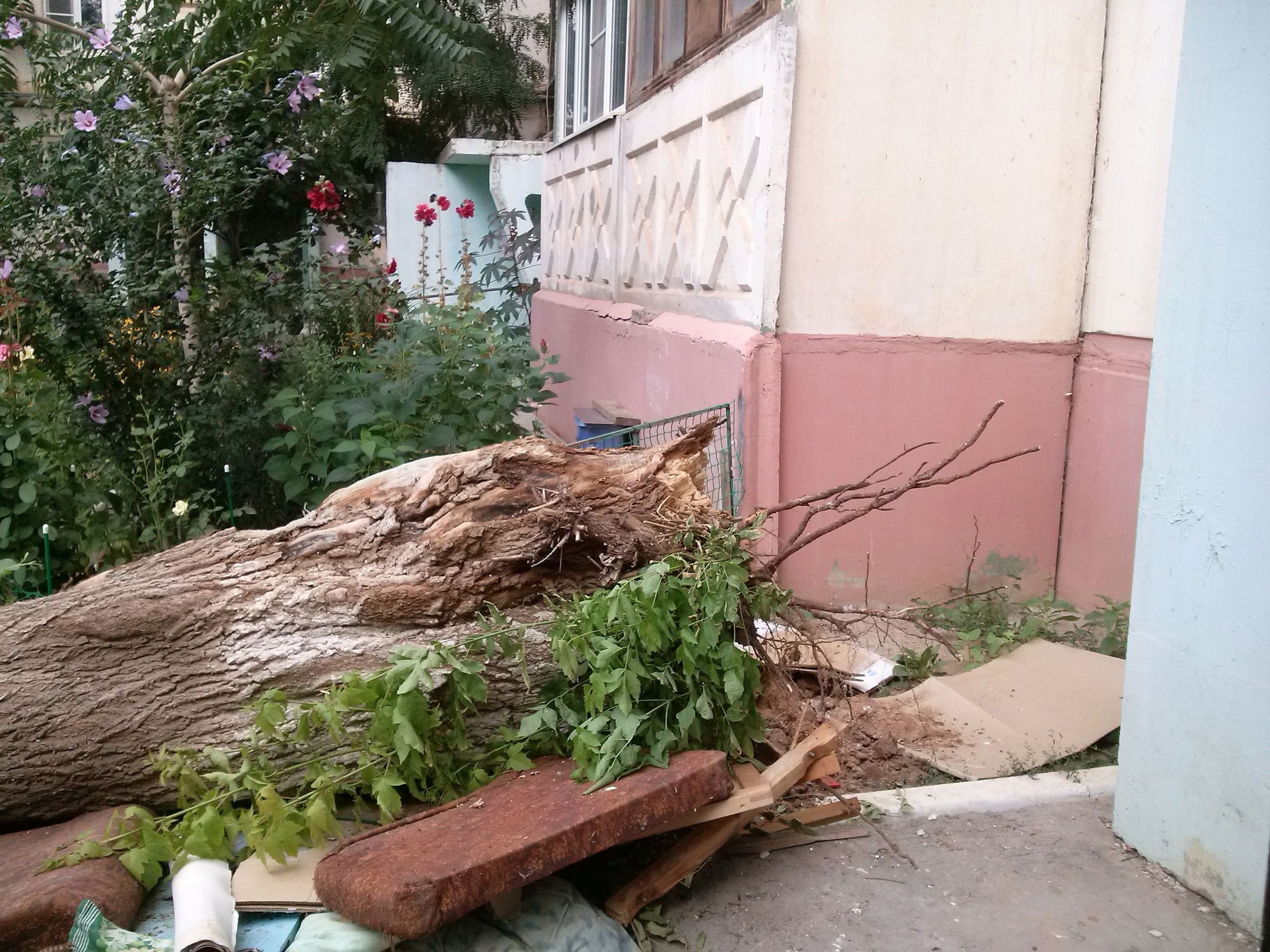 Упала дерева во дворе. Упавшее дерево. Дерево упало на дом. Астраханские деревья. Деревья в Астрахани.